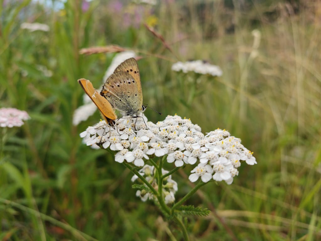 A beautiful butterfly perched on white yarrow flowers in a meadow setting, capturing nature's delicate balance.