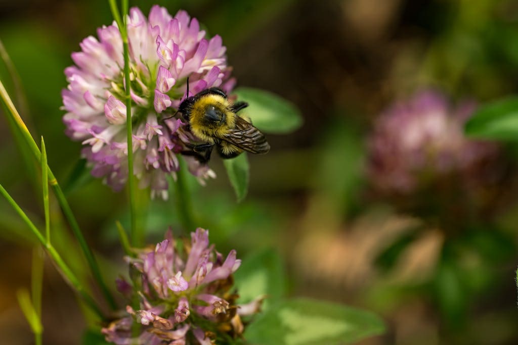 A bumblebee pollinating a clover flower in a vibrant summer garden.