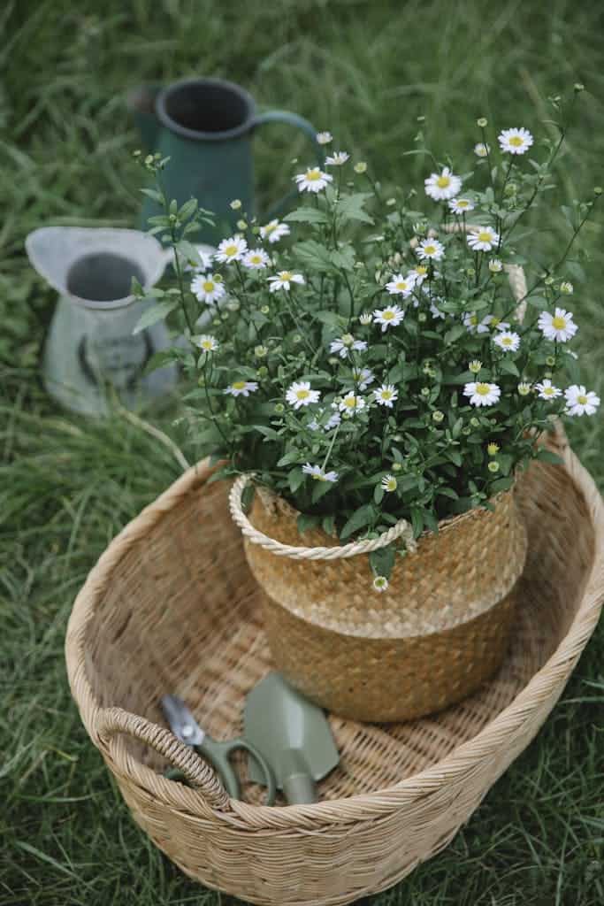 Chamomile flowers A wicker basket with chamomile flowers, watering cans, and garden tools on grass.