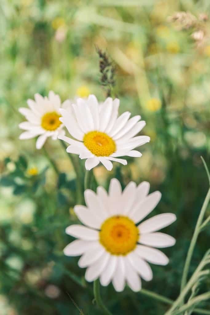 Blooming white daisies with yellow centers in a sunny meadow, evoking summer beauty.