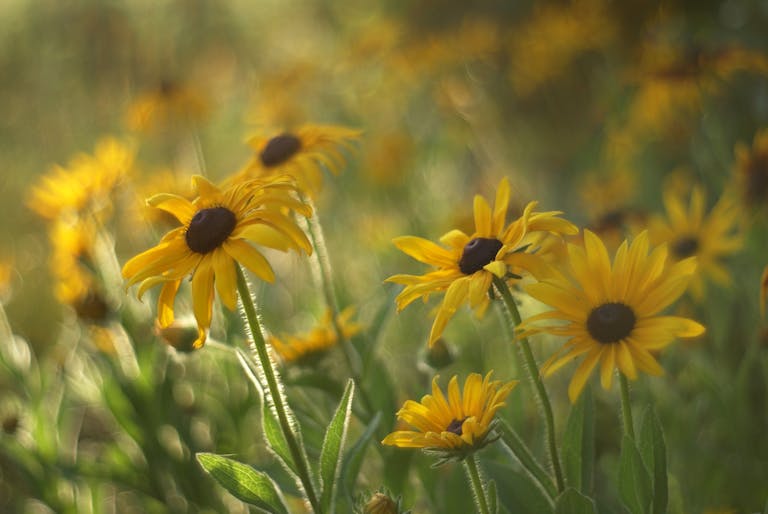 Bright yellow Black-eyed Susans blooming in a sunlit meadow, showcasing the beauty of summer.