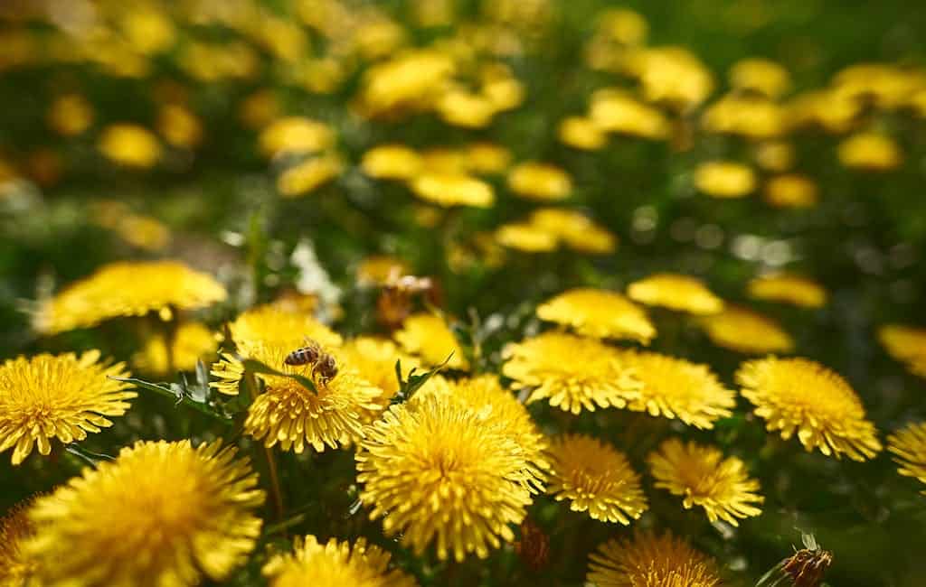 Close-up of a bee pollinating dandelions with yellow petals in a bright outdoor setting.