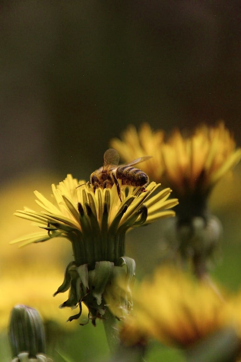 Close-up of a bumblebee collecting nectar from a yellow flower on a sunny day in Munich, Germany.