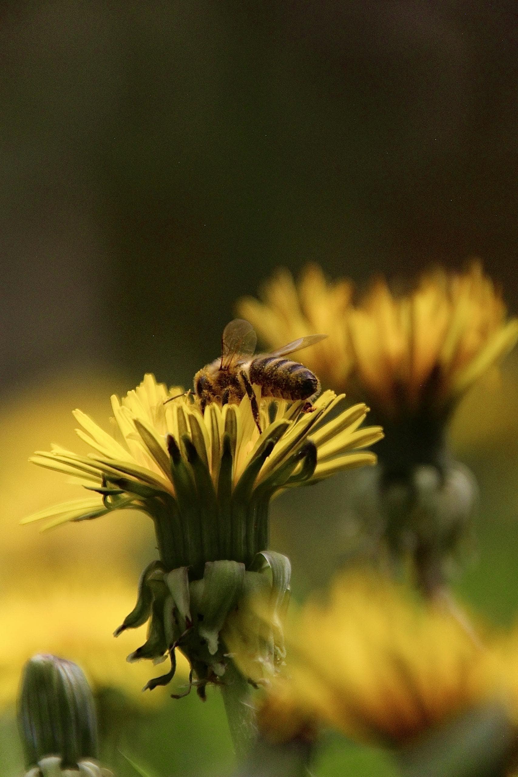 Close-up of a bumblebee collecting nectar from a yellow flower on a sunny day in Munich, Germany.