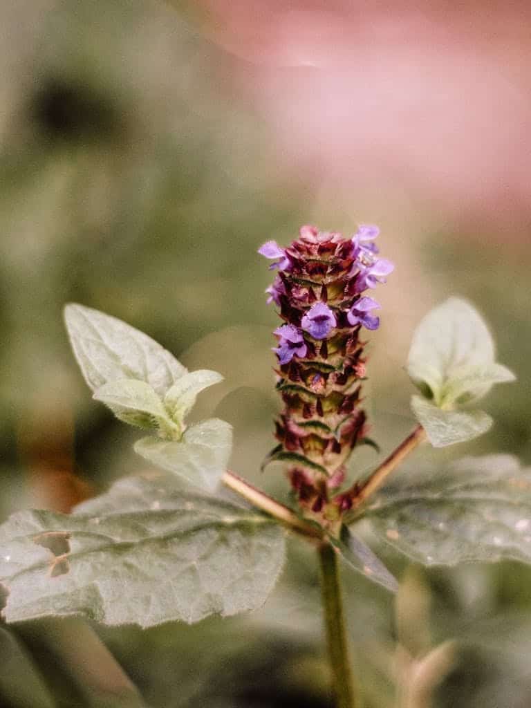 Close-up of a vibrant purple flower in a natural green setting, perfect for nature enthusiasts.