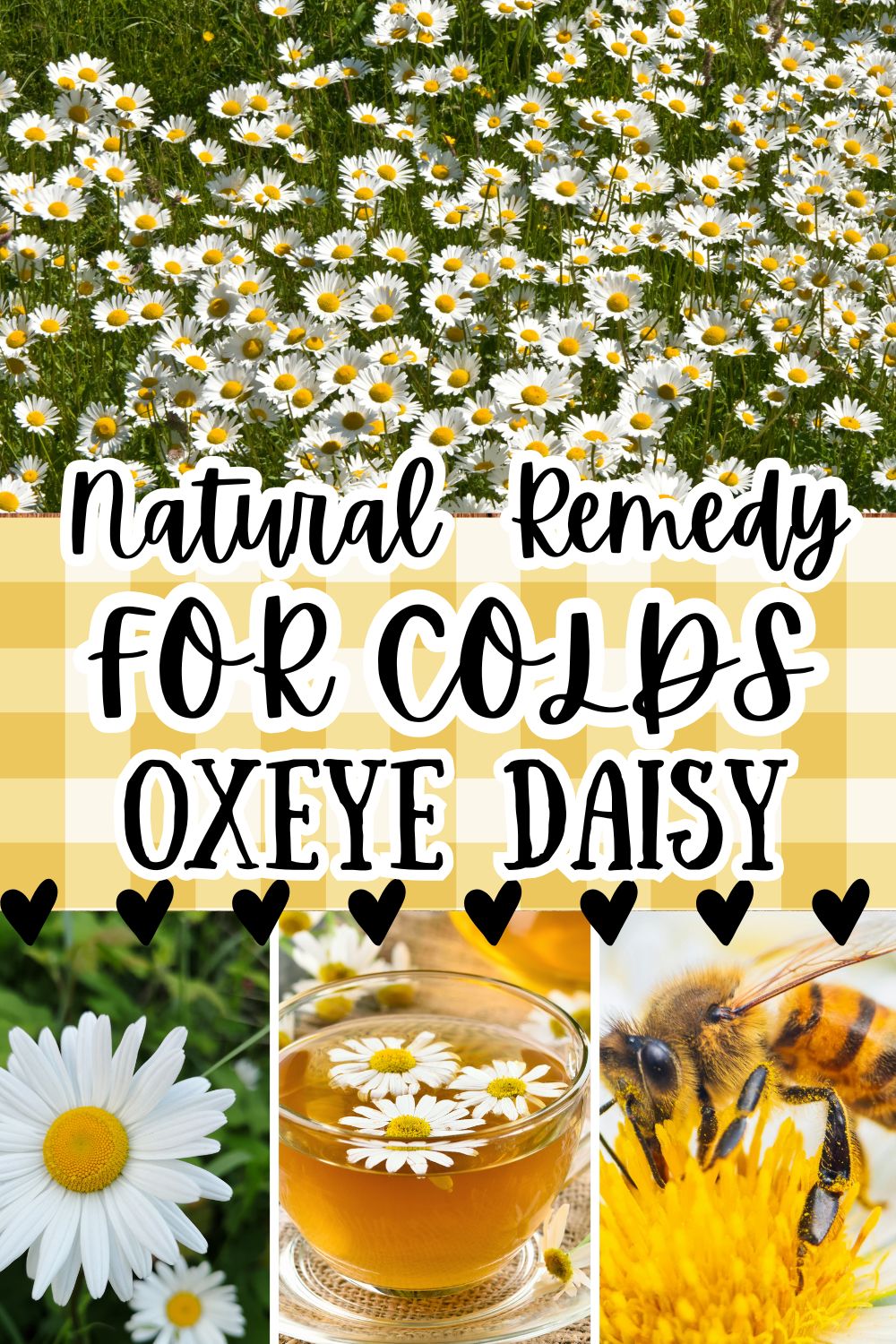 Oxaye The Beautiful Oxeye Daisy & its Medicinal Uses