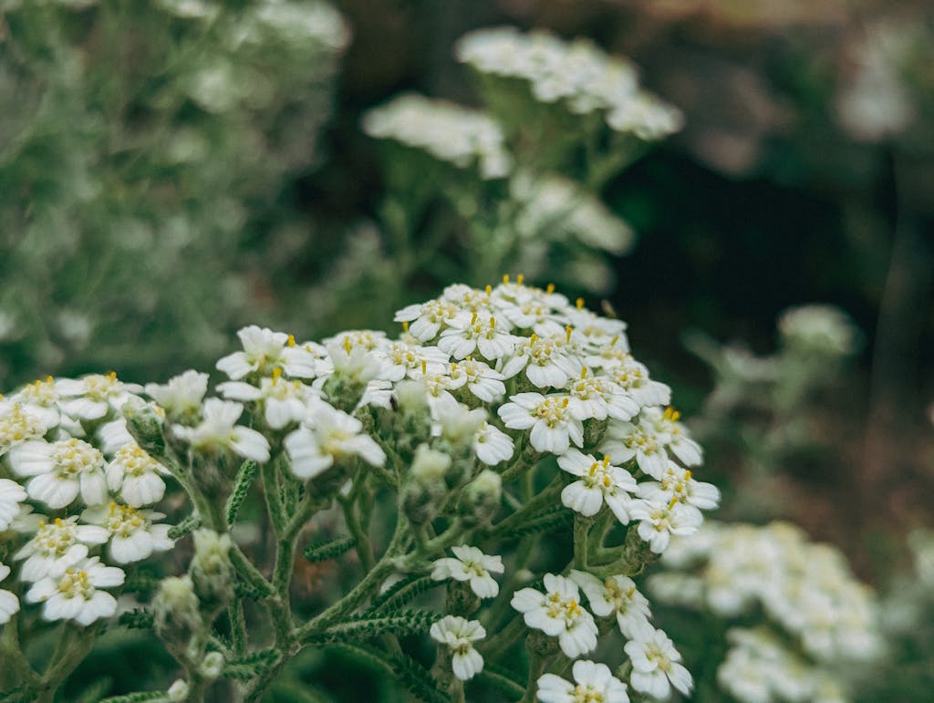 Vibrant yarrow flowers blooming in an outdoor setting, showcasing natural beauty.