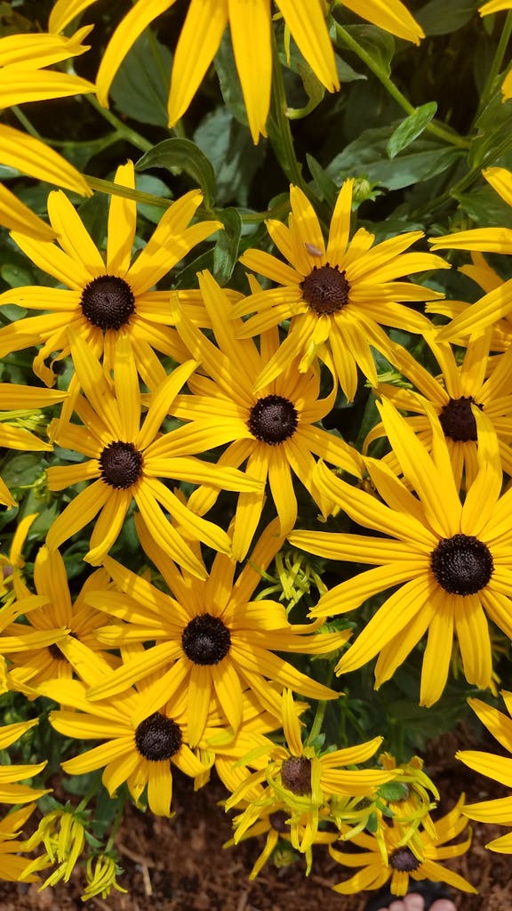 Beautiful black-eyed susans blooming outdoors in a vibrant yellow display.