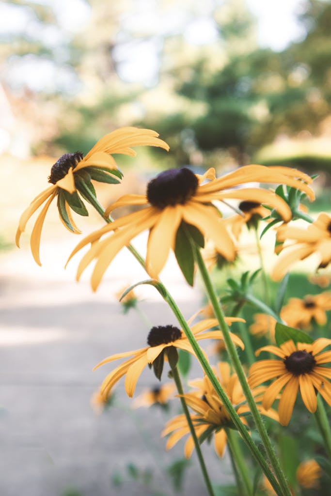 Close-up of black-eyed susans blooming under sunlight, creating a vibrant summer garden scene.