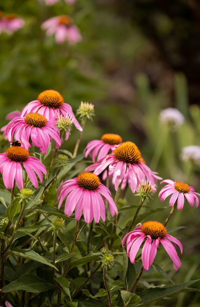 Lively pink coneflowers (Echinacea) blooming in a sunlit summer garden.