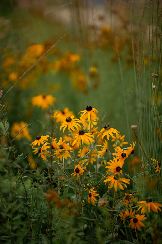 Vibrant black-eyed susans blooming in a lush green meadow, capturing the essence of summer.