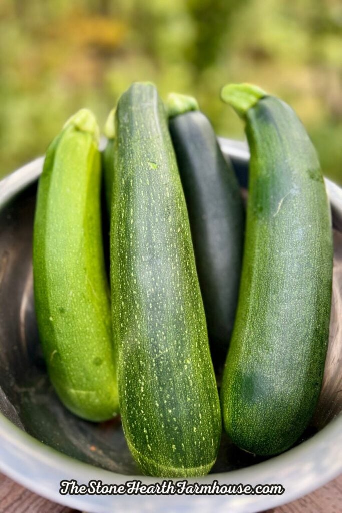 Fresh garden zucchini harvested for baking homemade whole grain quick bread and other seasonal recipes.