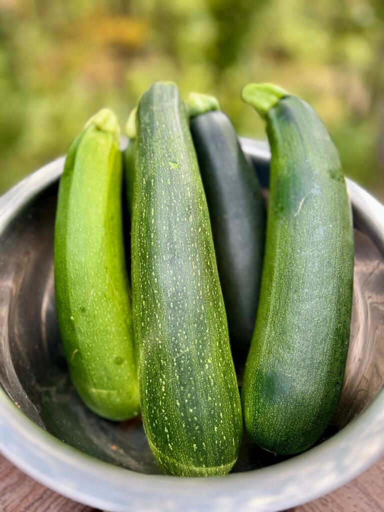 garden zucchini in a bowl. 