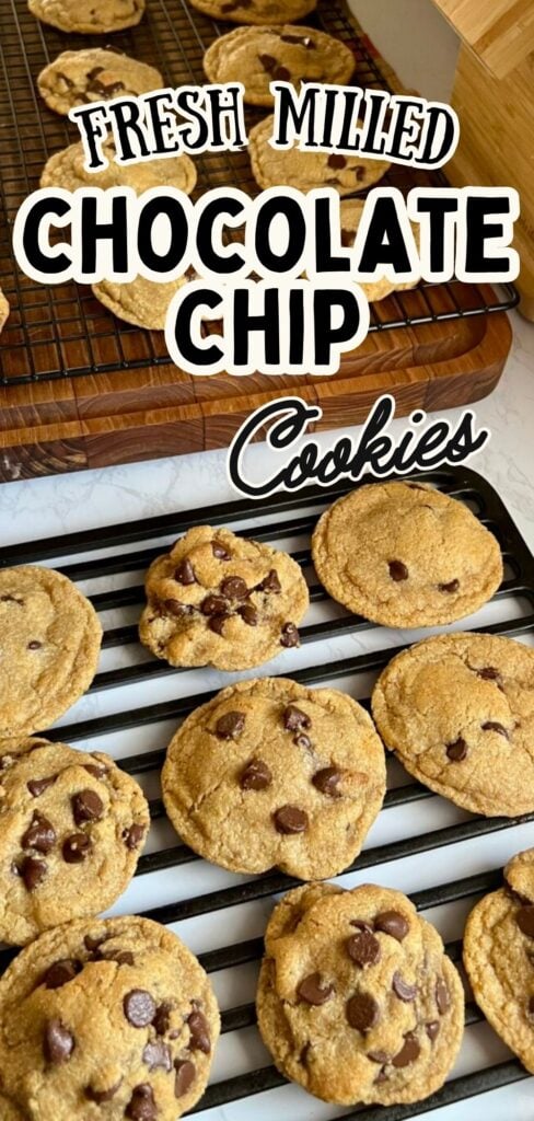 Fresh milled chocolate chip cookies cooling on a wire rack, made with freshly milled whole wheat flour and chocolate chips. These soft, homemade cookies have a rich flavor and tender texture from fresh ground grain. A from-scratch baking recipe perfect for homestead kitchens, traditional cooking, and anyone learning to bake with fresh milled flour.