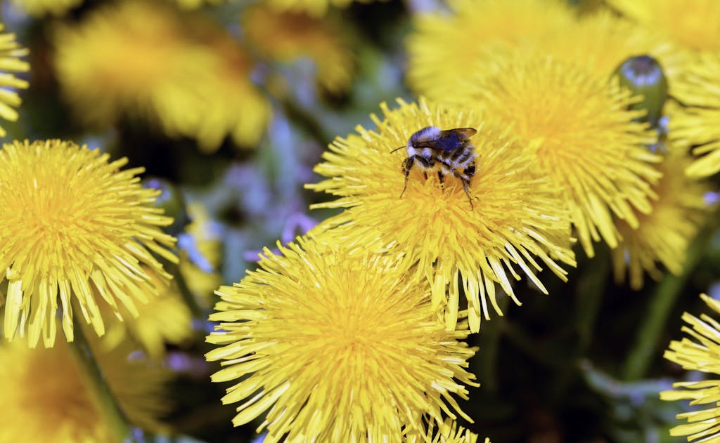 A bee collecting pollen on a vibrant dandelion flower, symbolizing spring's renewal.