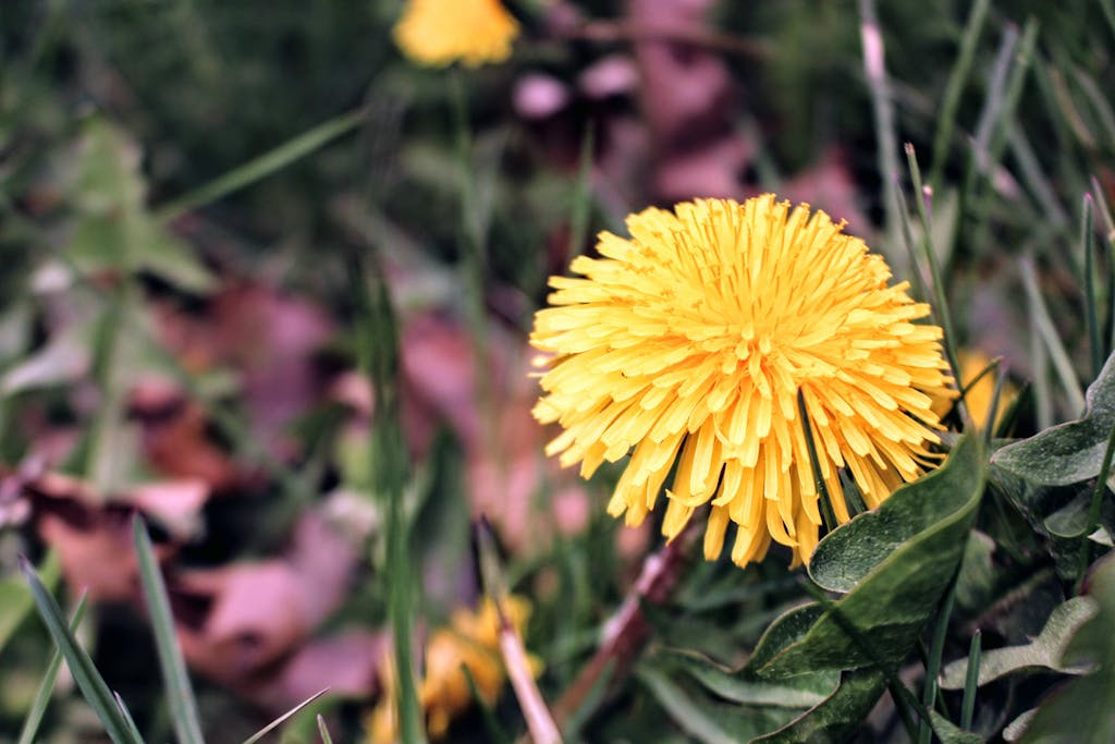 Close-up of a yellow dandelion blooming in lush green grass during spring.