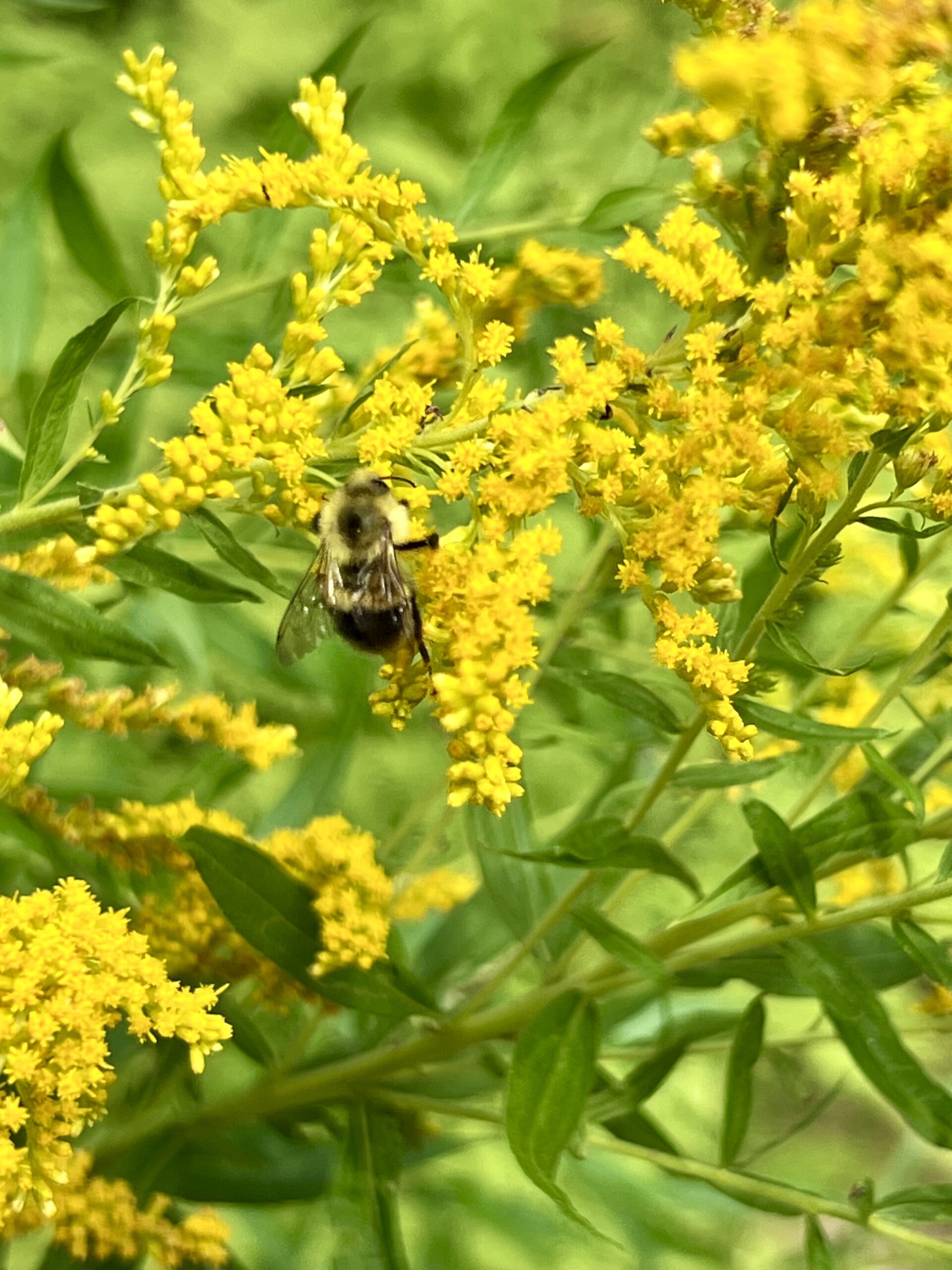 Goldenrod: Identification, Benefits, Medicinal Uses & How to Grow It
