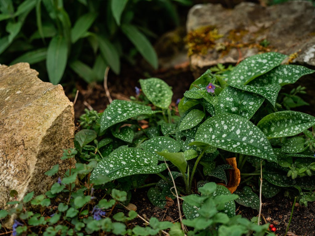 A detailed view of lungwort (Pulmonaria officinalis) amidst garden rocks and foliage.