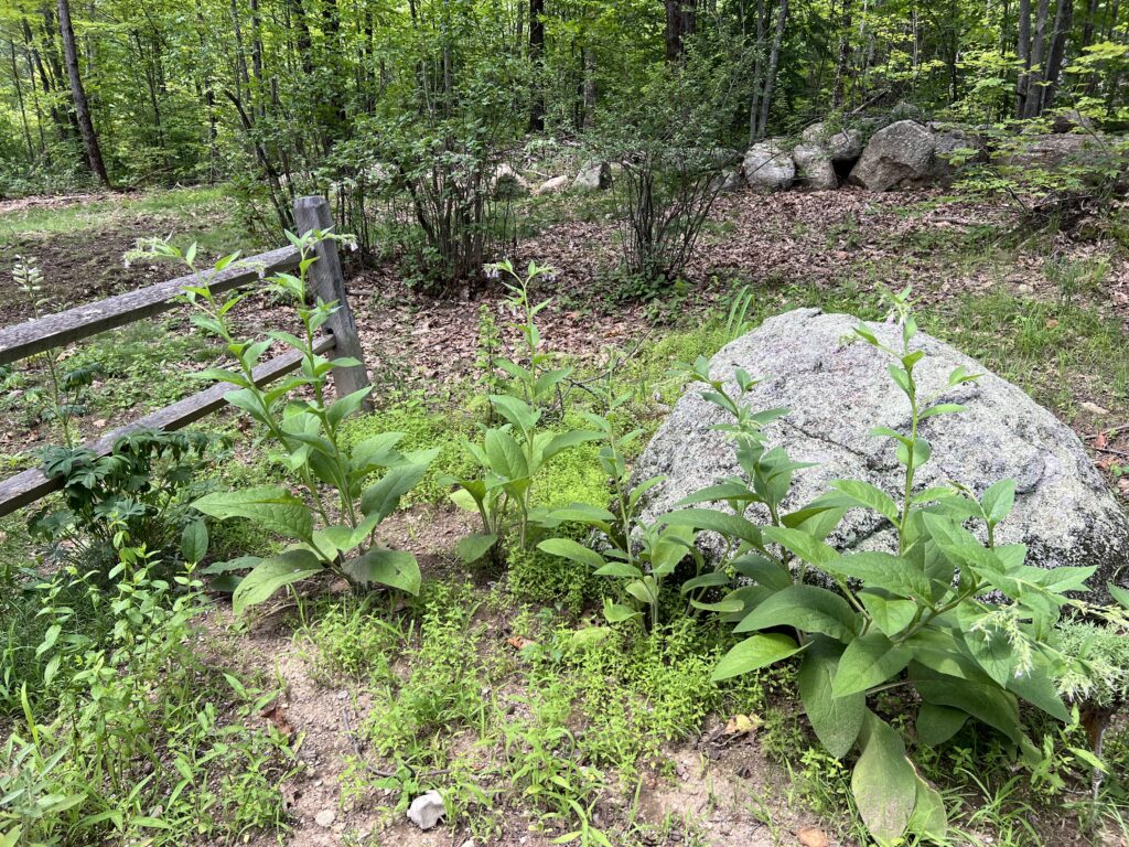 Healthy comfrey plants growing in a woodland herb garden beside large granite rocks and a rustic wooden fence in early summer.