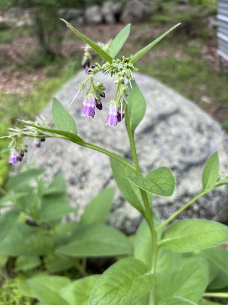 Purple bell-shaped flowers blooming on a comfrey plant with fuzzy stems and unopened flower buds.