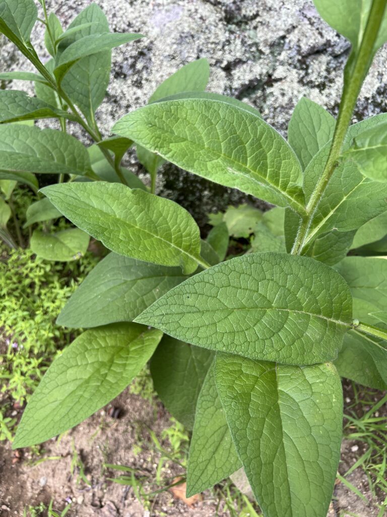 Close-up of broad, rough-textured leaves showing the distinctive veining and shape used to identify comfrey plants.