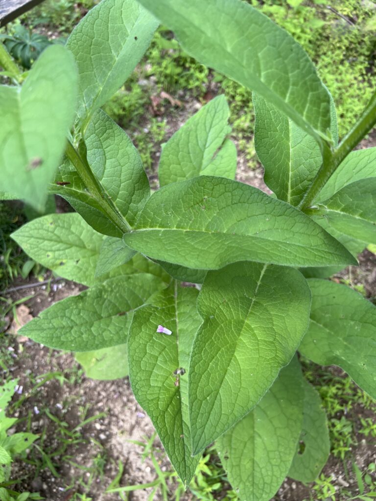 Large textured green leaves of a mature medicinal herb showing the rough veining and broad foliage characteristic of comfrey.