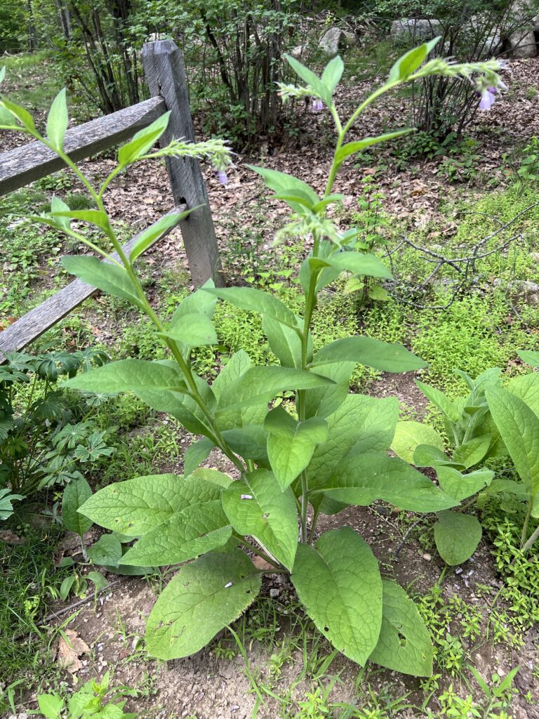 Established comfrey plant producing multiple flowering stems and broad green leaves in a backyard medicinal herb garden.