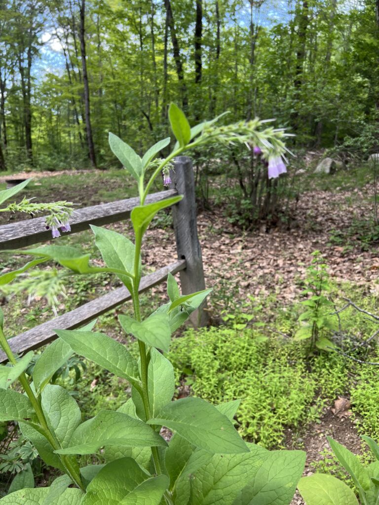 Flowering stems with drooping purple comfrey blossoms growing naturally in a shaded woodland garden.