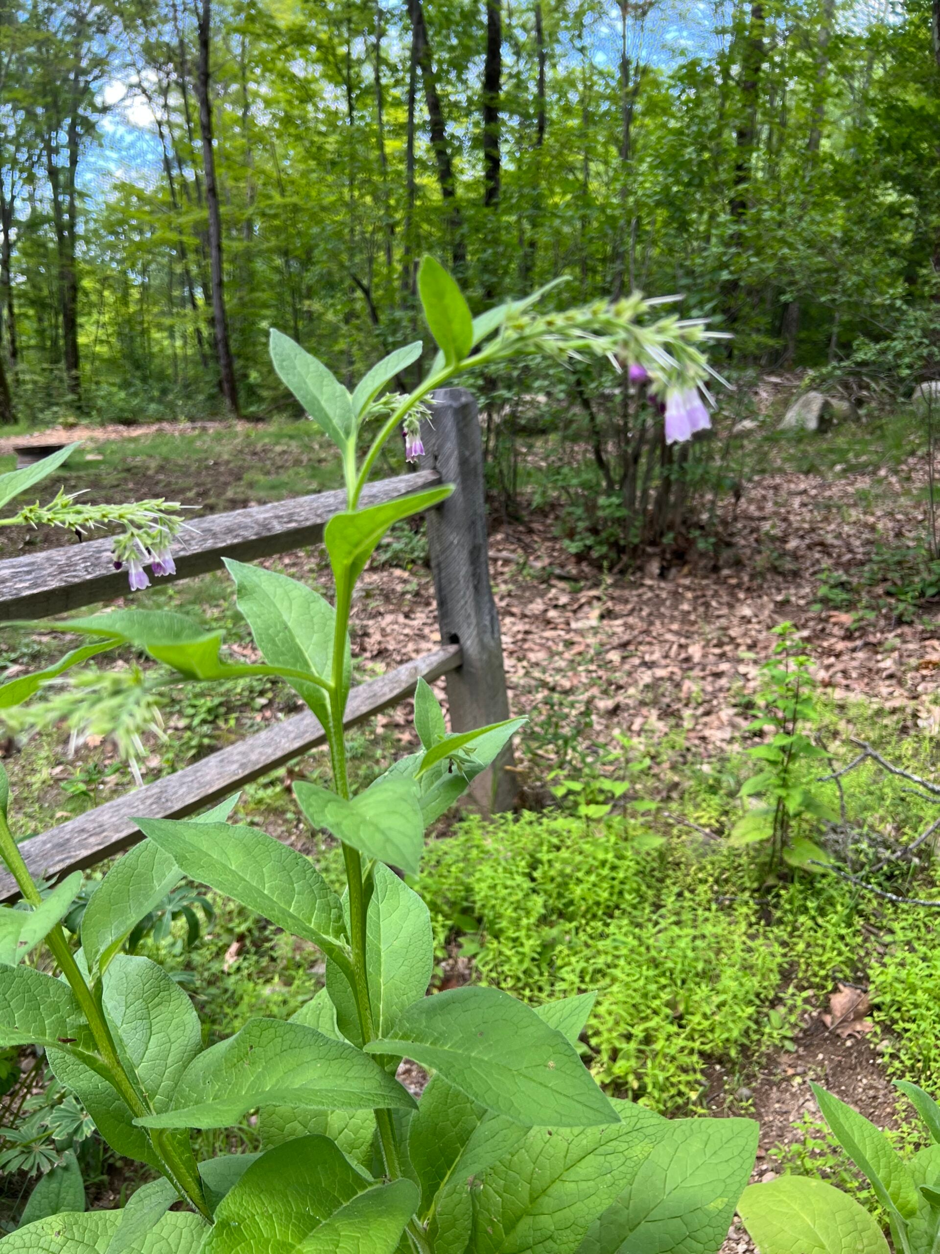 Comfrey Medicinal Uses