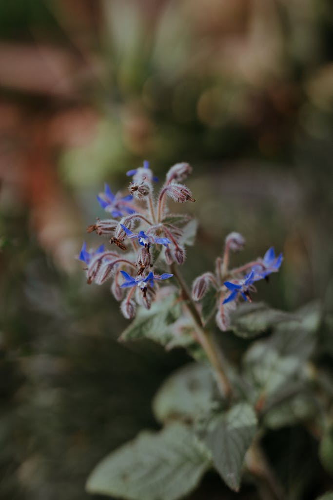 Delicate blue borage flowers with blurred background showcasing nature's beauty.