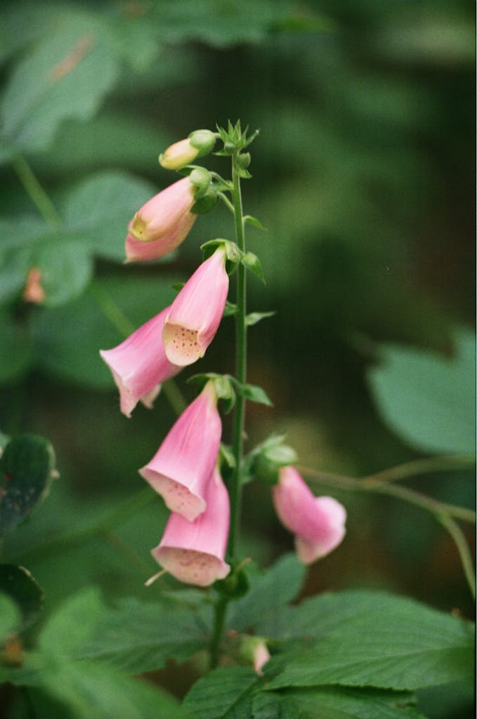 Detailed close-up of delicate pink foxglove flowers in natural setting.