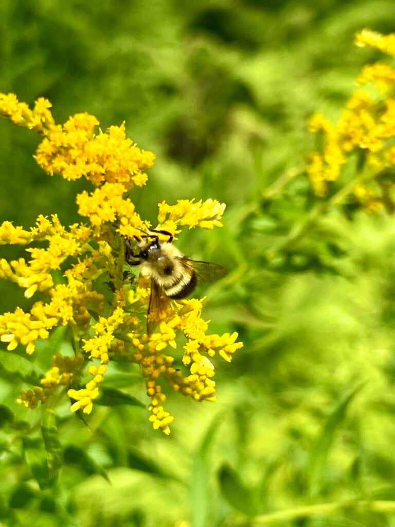 Close-up of bumblebee feeding on Canada goldenrod blossoms, highlighting vibrant yellow flowers and green foliage in natural sunlight.