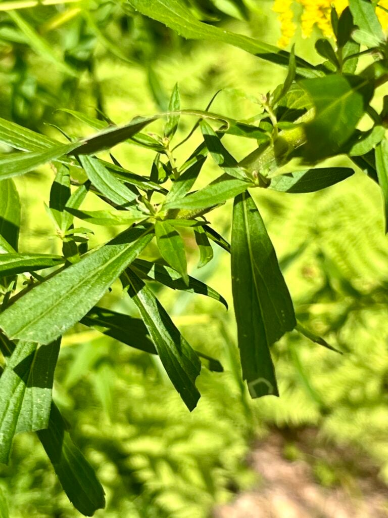 Close-up of goldenrod leaves showing narrow lance-shaped foliage on Solidago canadensis plant growing in a wild meadow.
