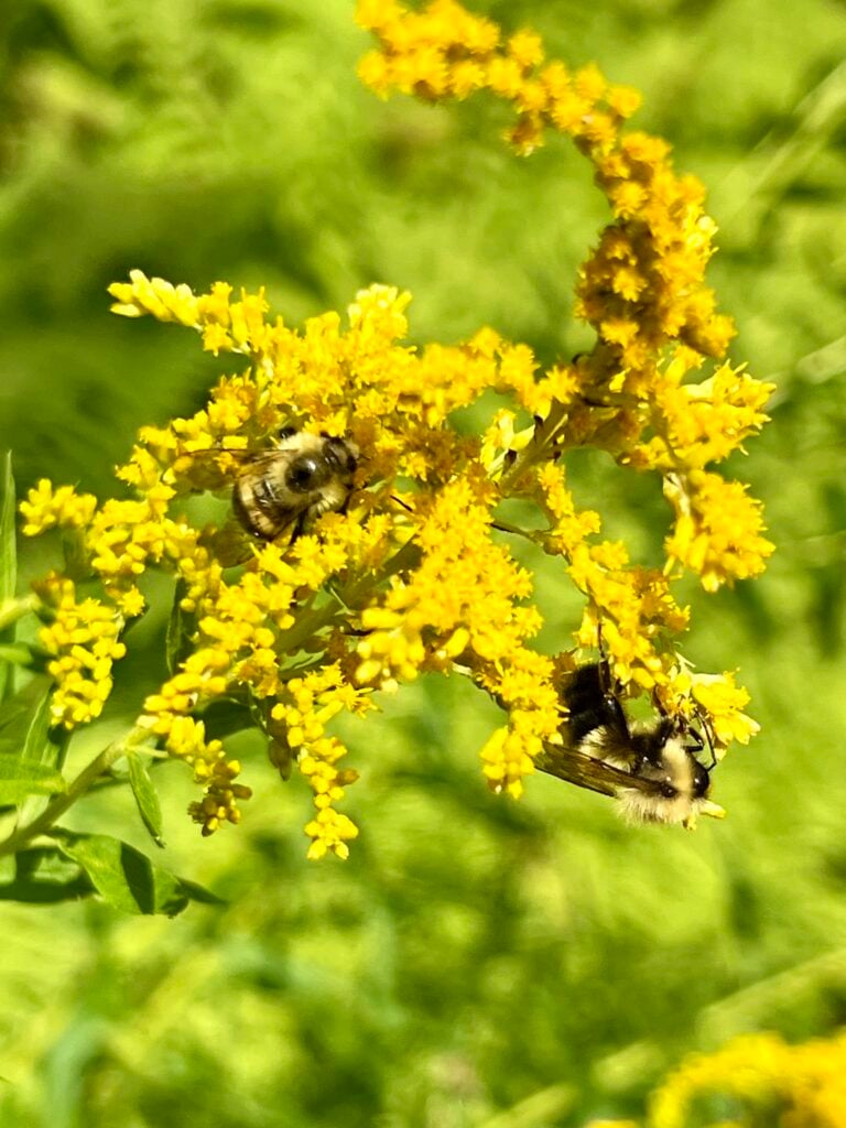Two bumblebees pollinating bright yellow goldenrod flowers, native Solidago plant supporting bees and beneficial insects in late summer.
