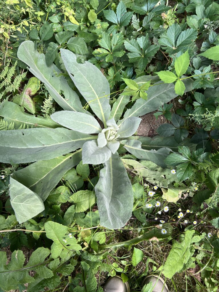 Young mullein plant with large fuzzy silver-green leaves growing in a natural meadow before sending up its flower stalk.