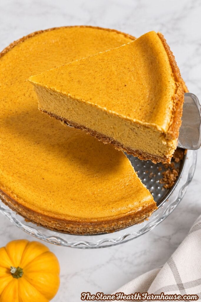 Thick slice of creamy pumpkin cheesecake with a graham cracker crust being lifted from the cake