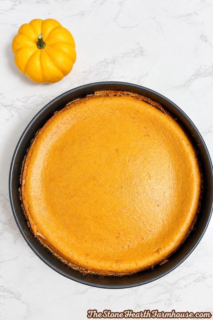Homemade pumpkin cheesecake baked in a springform pan with a golden brown top