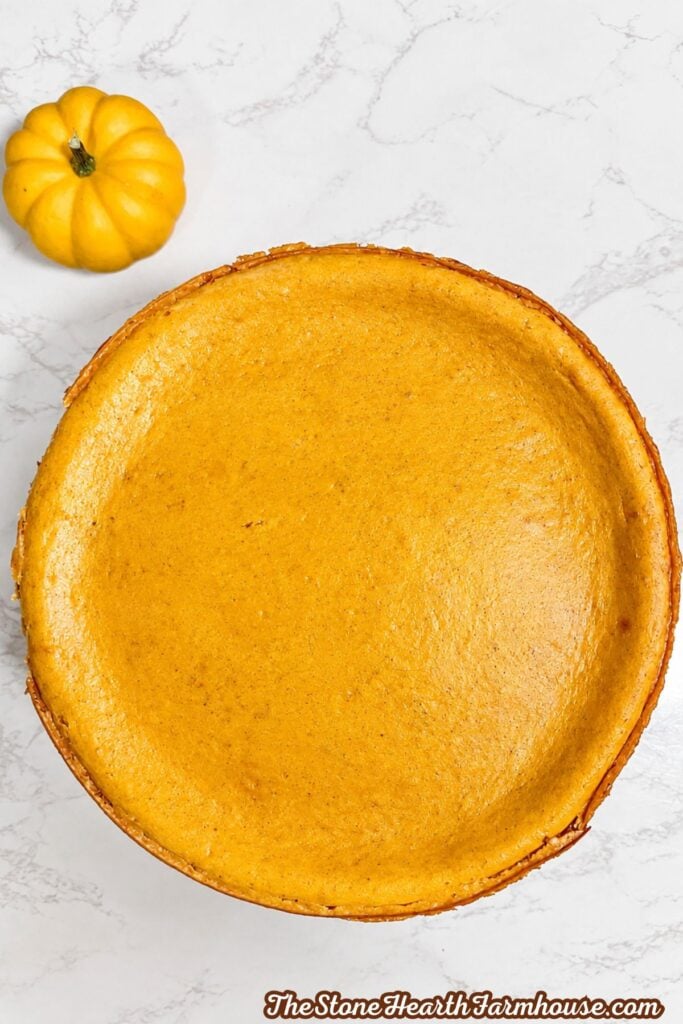 Homemade pumpkin cheesecake cooling in a springform pan with a golden brown top and small pumpkin