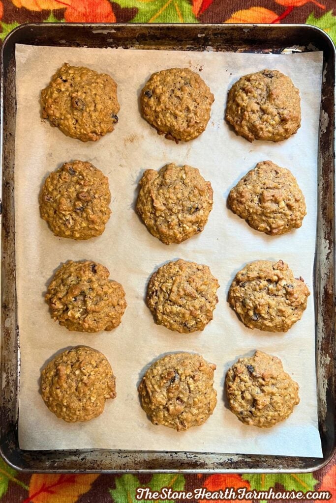 finished and baked pumpkin cookies with chopped pecans and raisins. cooling on a parchment lined baking tray. 