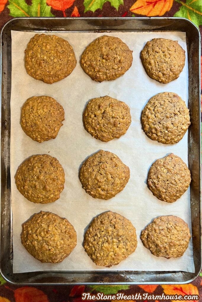 finished and baked, plain pumpkin cookies. on a parchment lined baking try, cooling. 