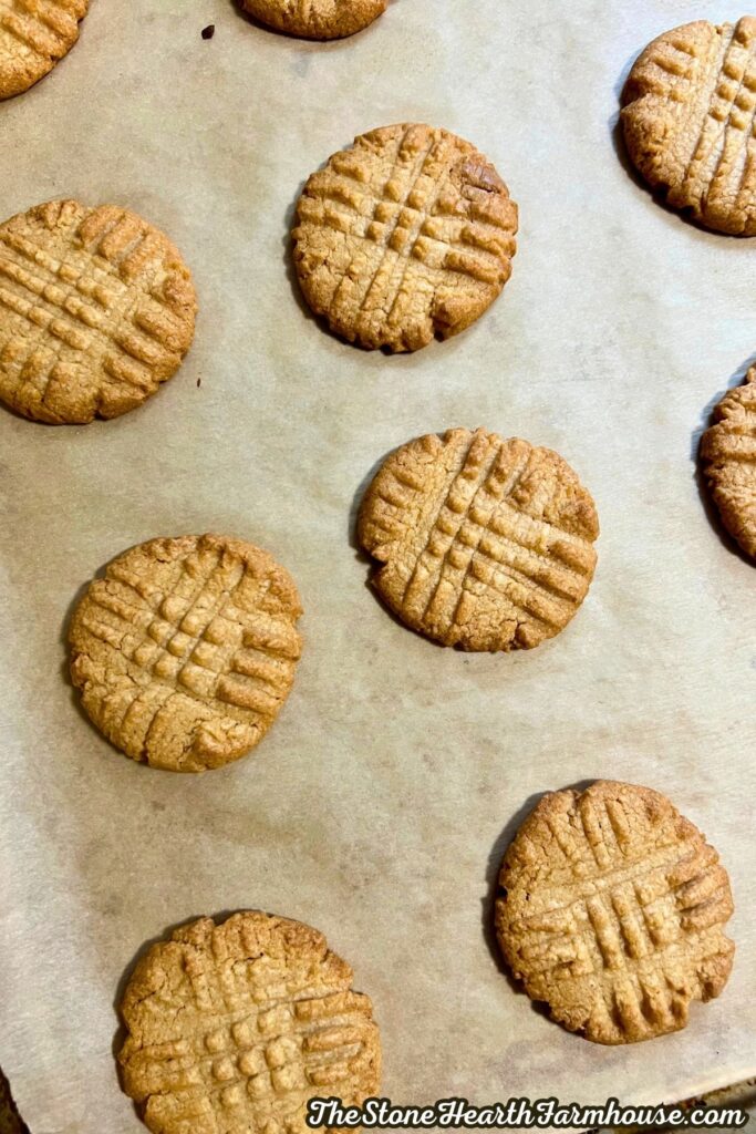 finished and baked classing peanut butter cookies.